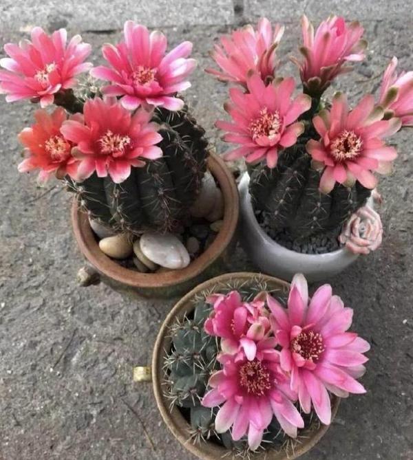 容易开花的8种仙人掌,个个开花娇艳,好养易管理