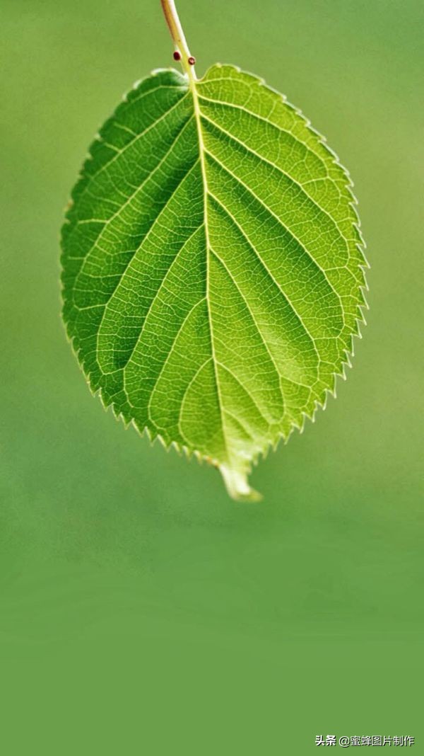 高清绿色护眼壁纸美景美图