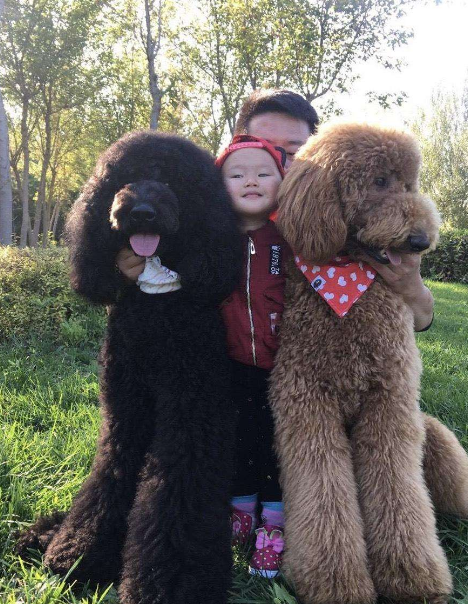 五种适合在家饲养的大型犬 体型庞大但内心温柔 对人非常友好 天天看点