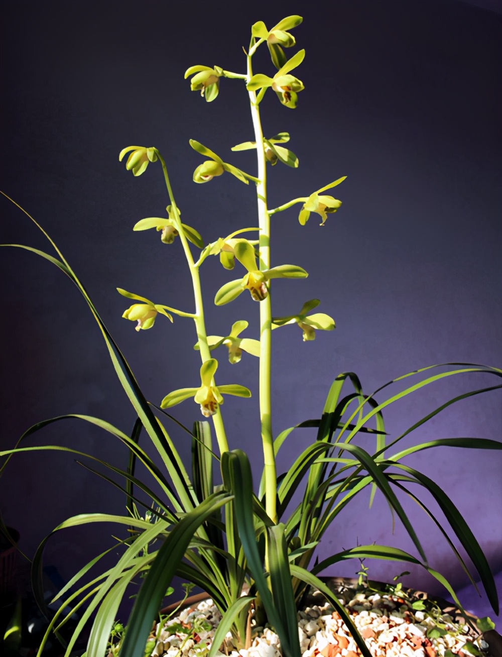 大一品兰花怎么养长得好「专业回答」 -骁龙网