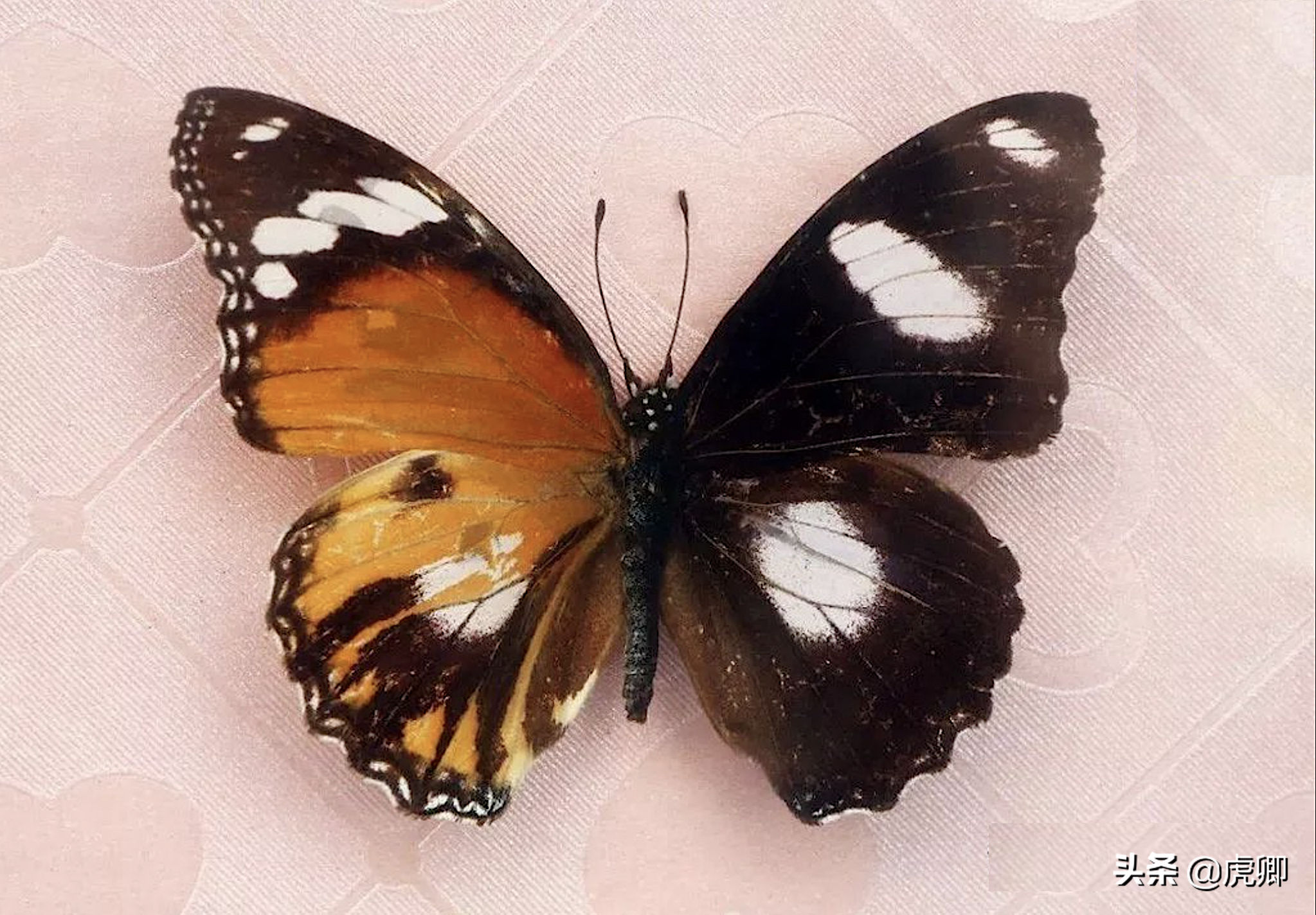 世界8大名贵蝴蝶第1是中国特有种标本能换豪车也能入狱10年