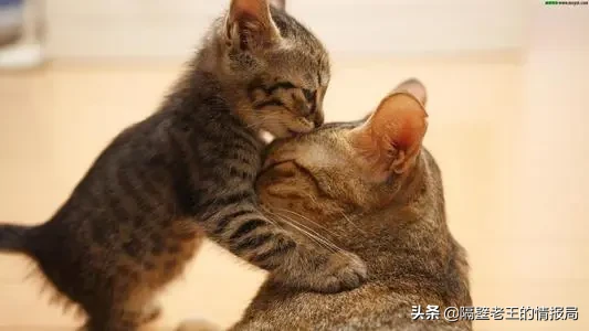 隔壁老王的猫咪情报|关于猫咪生产你知多少?不要再手足无措了