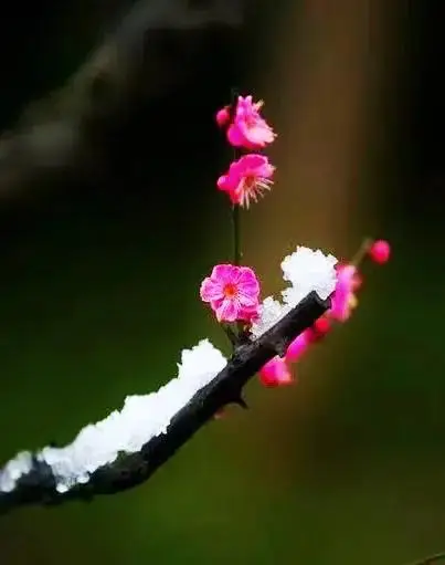 梅兰竹菊诗句四首《一七令·梅兰竹菊》