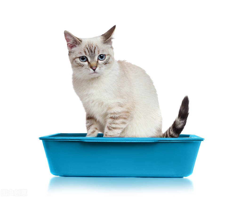用猫砂是猫的天性，可有些猫实在是太小不会用，怎么训练猫用猫砂