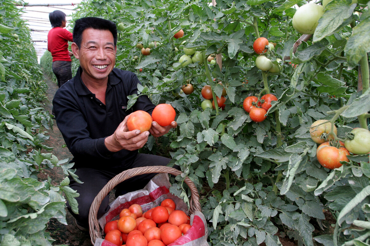 西红柿为什么没有以前好吃了？科研人员历时4年终于发现问题关键