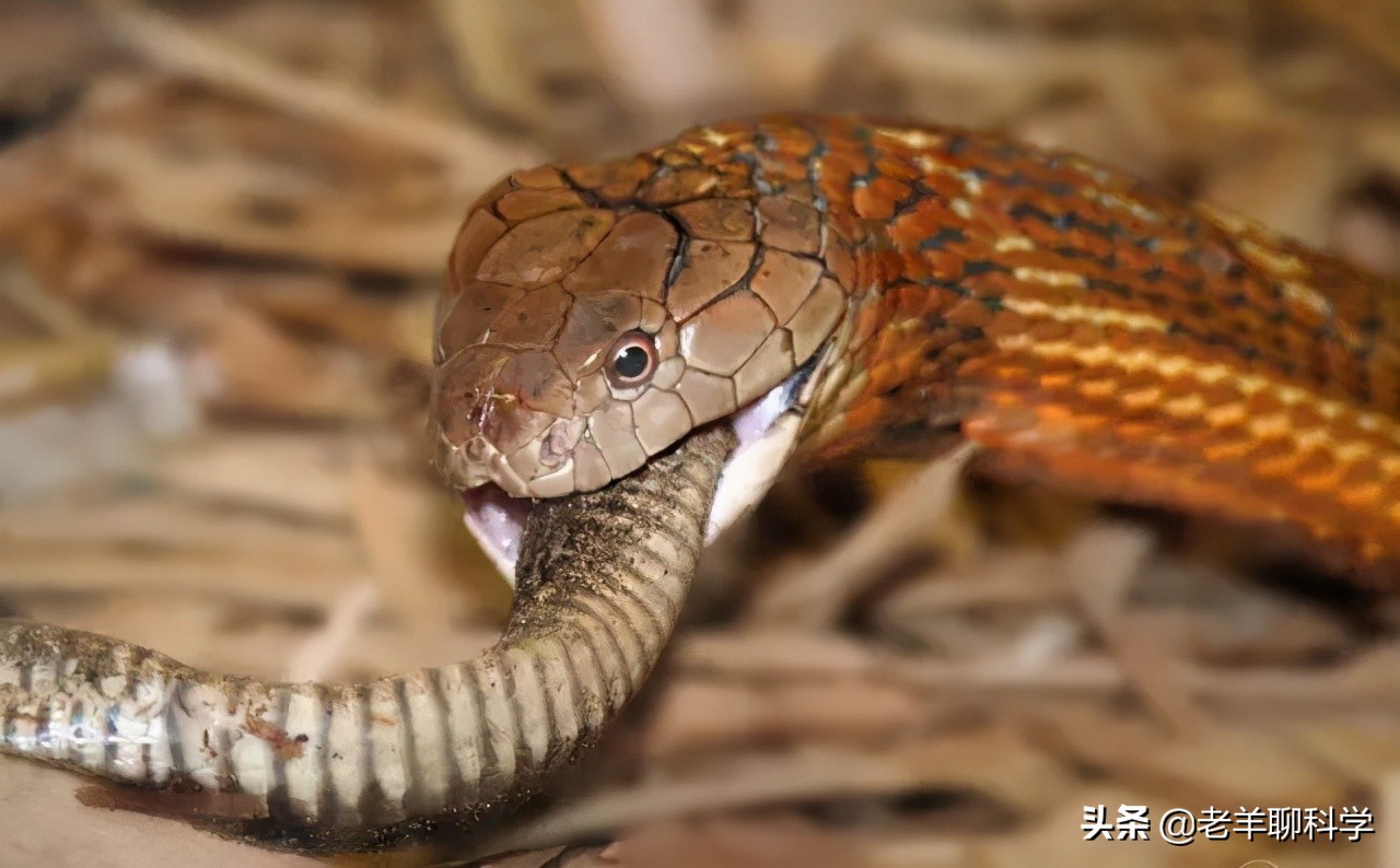 野生眼镜王蛇价格四川3米18斤眼镜王蛇闯民宅