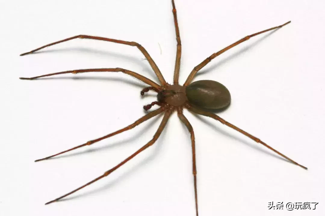 关节的出现,是一项了不起的进化成就.