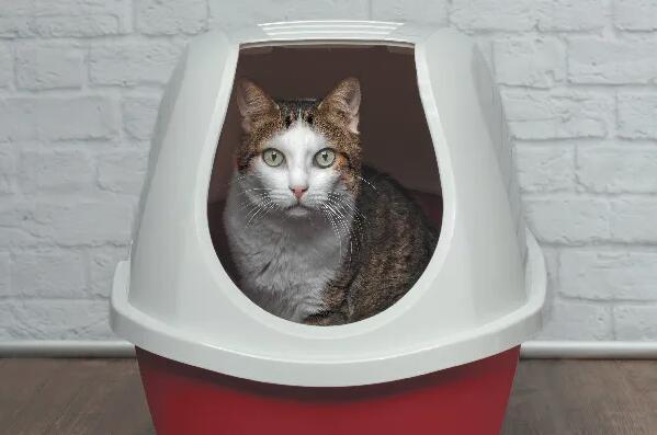 因为没选对猫砂，我的猫每次上完厕所都要挠我