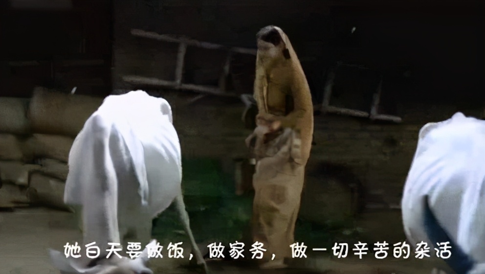 隐世妙龄少女突现男人村落，没有成为香饽饽，却遭算计一女侍多夫