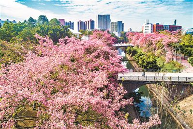 花开正好 静候晴天