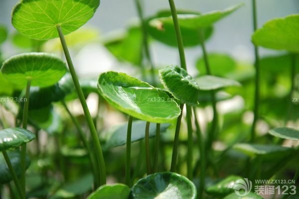 植物也有灵性 种植花木要讲究风水