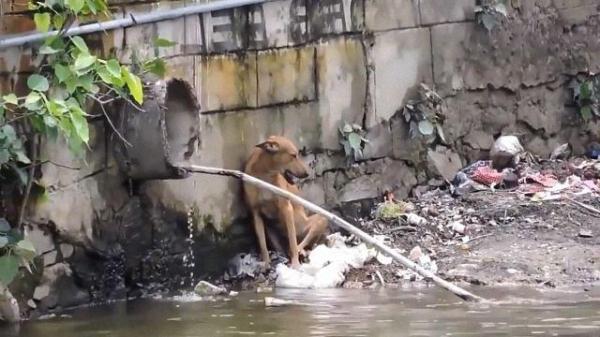 流浪狗被困在5米深的臭水沟里，好心人拴着一根绳子就下去救援了