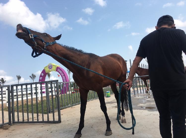 实探海南赛马｜民间赛马“执照”满天飞，其实有“马”的工商注册一律驳回