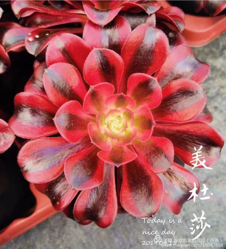 因为对法师的喜爱,她竟然每年都要走遍全国各大知名法师培育基地!