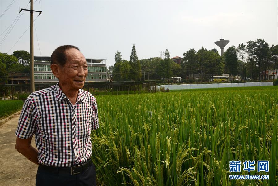 一颗稻谷里的爱国情怀——记“杂交水稻之父”袁隆平