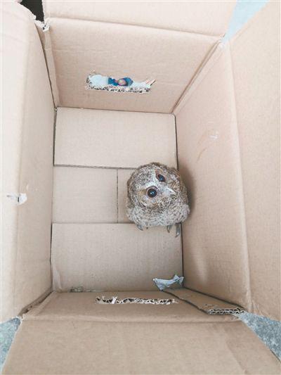 女子晨运回家发现猫头鹰"猫"门口