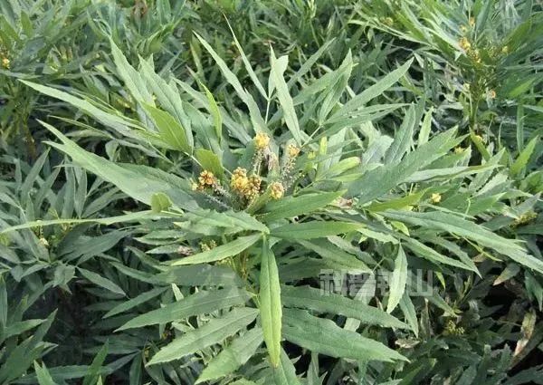 【钟山草木集】“阔叶十大功劳”,光听名字就好厉害哦!