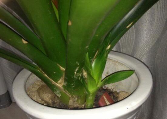 鸿运当头的侧芽怎么切,鸿运当头用侧芽繁殖的方法