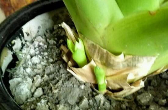 鸿运当头的侧芽怎么切,鸿运当头用侧芽繁殖的方法