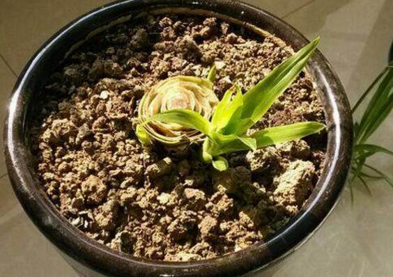 鸿运当头的侧芽怎么切,鸿运当头用侧芽繁殖的方法