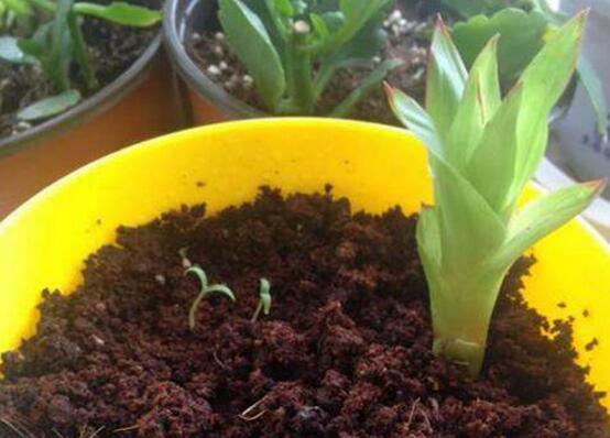 鸿运当头的侧芽怎么切,鸿运当头用侧芽繁殖的方法