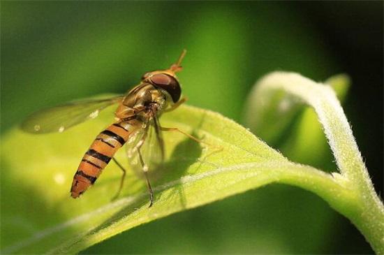常见的益虫有哪些，盘点十大最常见到的益虫