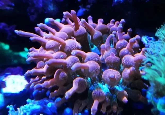 海水小百科 奶嘴海葵 天天看点