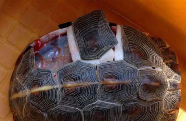 出生就带着壳的乌龟,没有了龟壳还能生活吗?专家亲自解答