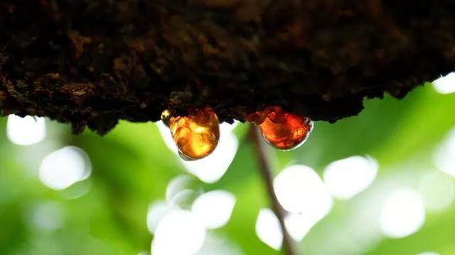 一碗桃胶顶30张面膜?不吹不黑,省农科院专家告诉你桃胶到底是什么