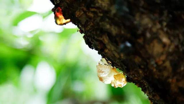 一碗桃胶顶30张面膜?不吹不黑,省农科院专家告诉你桃胶到底是什么