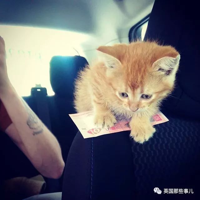 打个出租，居然车上还能撸猫！自从司机救下这橘猫，这货妥妥招财猫啊
