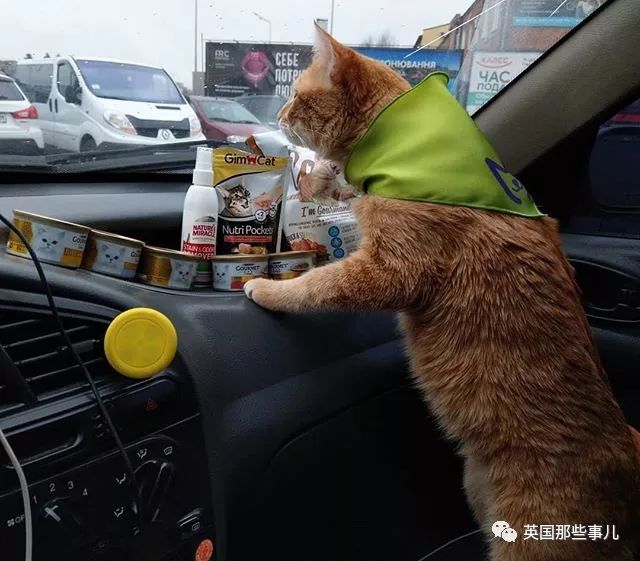 打个出租，居然车上还能撸猫！自从司机救下这橘猫，这货妥妥招财猫啊