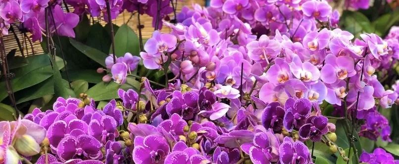 过年家里怎能没花?魔都6家平价花市,花100块买回一大堆好心情