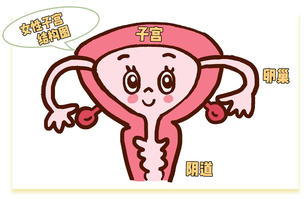 啪啪啪多了那里真的会变松吗？真相其实是