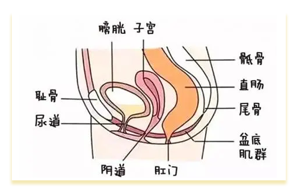 啪啪啪多了那里真的会变松吗？真相其实是