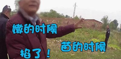 千万别弄混了!罂粟不是虞美人,更不是蔬菜,种一棵也违法