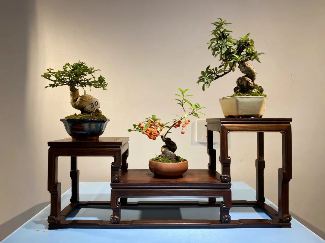 上海滨江森林公园首届微型盆景展开幕!近350盆珍藏作品亮相