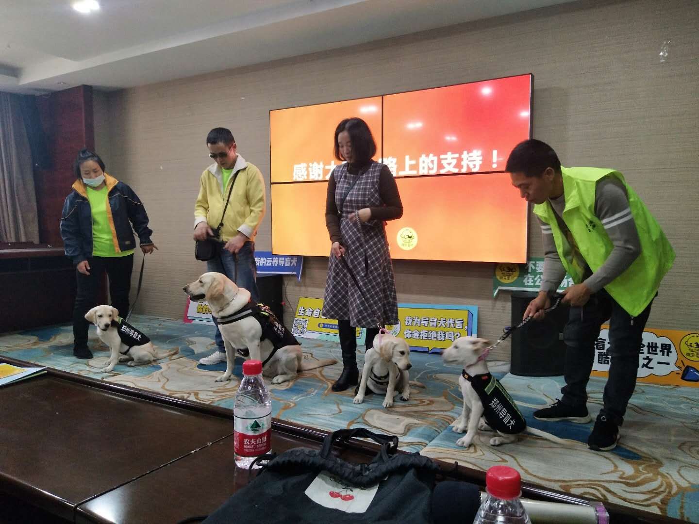 “云养”导盲犬怎样养？郑州四只云养导盲犬与家长首次见面