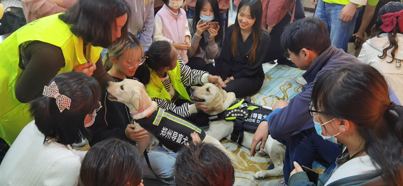 “云养”导盲犬怎样养？郑州四只云养导盲犬与家长首次见面
