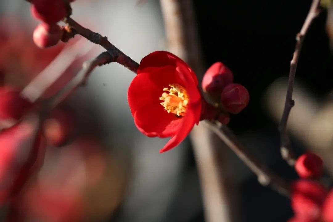 海棠花盛开，迎春的号角也已吹响，春天还远吗？