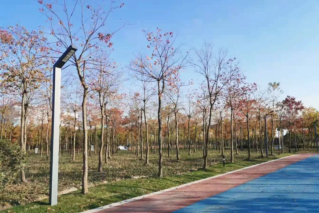 隐藏在城市里的微森林，华隆公园等你来打卡