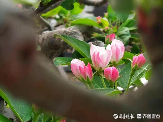红白相间海棠花，色彩多变很迷人