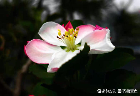 红白相间海棠花，色彩多变很迷人