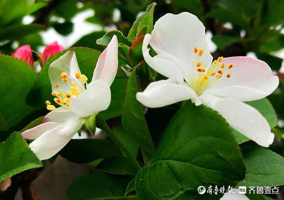 红白相间海棠花，色彩多变很迷人