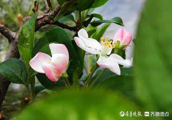 红白相间海棠花，色彩多变很迷人