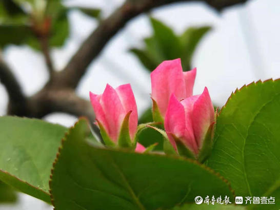 红白相间海棠花，色彩多变很迷人