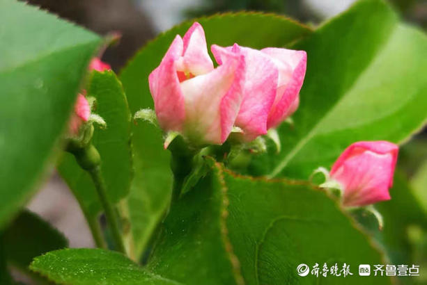 红白相间海棠花，色彩多变很迷人
