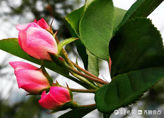 红白相间海棠花，色彩多变很迷人