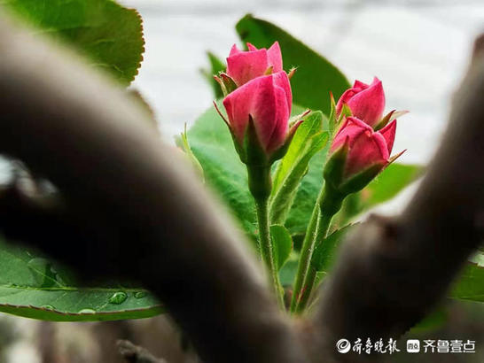 红白相间海棠花，色彩多变很迷人