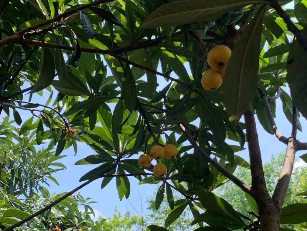 给小孩准备六一儿童节礼物（六一儿童节到了同学们都在庆祝节日）